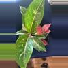 plant/Aglaonema Brilliance SC-4-thumbnail