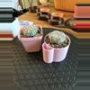 plant/2 Pack Astro Super Kabuto w/o pots-0-thumbnail