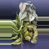 plant/Philodendron Vines-0-thumbnail