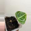 plant/Dark Crystallinum butt cut with 2 growth points-1-thumbnail