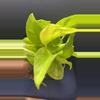 plant/Green Vines FOLIAGE - Pothos & Epi-3-thumbnail