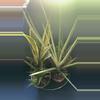 plant/Sanseveria Pointe-0-thumbnail
