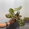 plant/Syngonium Maria Allusion-1-thumbnail