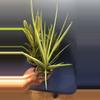 plant/Sanseveria Pointe-2-thumbnail