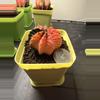 plant/Gymnocalycium Mihahnovichii LB Hybrid-1-thumbnail