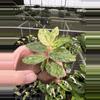 plant/Variegated peppermint begonia starter plant growers choice-5-thumbnail