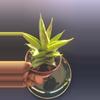 plant/Sanseveria Pointe-5-thumbnail