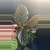 plant/Calathea - The Mean Girls-4-thumbnail