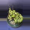 plant/Dischidia Duo-0-thumbnail