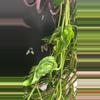 plant/Epipremunum Shangri-la Variegated SC-3-thumbnail
