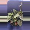 plant/Anthurium 4”  Starting Collector Bundle SC-0-thumbnail