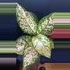 plant/Aglaonema Brilliance SC-2-thumbnail