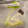 plant/Alocasia Dragon Scale Mint-0-thumbnail