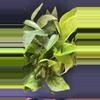 plant/Green Vines FOLIAGE - Pothos & Epi-0-thumbnail