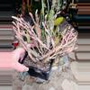 plant/Euphorbia Platyclada, Dead Man’s Fingers Cutting-1-thumbnail