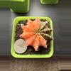 plant/Awesome Shape, future tall girl! Gymno Mihahnovichii LB Variegated-0-thumbnail