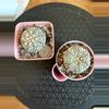 plant/2 Pack Astro Super Kabuto w/o pots-1-thumbnail