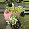 plant/Variegated peppermint begonia starter plant growers choice-0-thumbnail