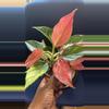 plant/Aglaonema Brilliance SC-1-thumbnail