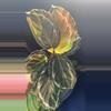 plant/Calathea - The Mean Girls-5-thumbnail