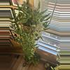 plant/Epipremunum Shangri-la Variegated SC-0-thumbnail