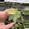 plant/Variegated peppermint begonia starter plant growers choice-3-thumbnail