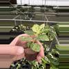 plant/Variegated peppermint begonia starter plant growers choice-6-thumbnail