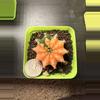 plant/Gymnocalycium Mihahnovichii LB Hybrid-0-thumbnail