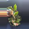plant/HOYA - Starter Bundle SC-4-thumbnail