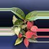 plant/Aglaonema Brilliance SC-0-thumbnail