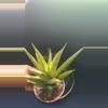 plant/Sanseveria Pointe-4-thumbnail
