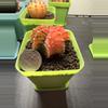 plant/Gymnocalycium Mihahnovichii LB Hybrid-1-thumbnail