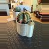 plant/Gorgeous Colored Gymno w/o pot-0-thumbnail
