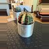 plant/Gorgeous Colored Gymno w/o pot-1-thumbnail