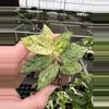 plant/Variegated peppermint begonia starter plant growers choice-1-thumbnail