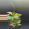 plant/HOYA - Starter Bundle SC-1-thumbnail