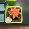 plant/Gymnocalycium Mihahnovichii LB Hybrid-0-thumbnail