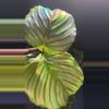 plant/Calathea - The Mean Girls-1-thumbnail
