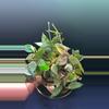 plant/HOYA - Starter Bundle SC-2-thumbnail