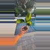 plant/Calathea Pilosa-1-thumbnail