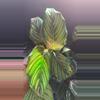 plant/Calathea - The Mean Girls-6-thumbnail