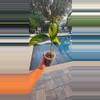 plant/Calathea Pilosa-0-thumbnail