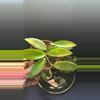 plant/HOYA - Starter Bundle SC-3-thumbnail