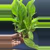 plant/Green Vines FOLIAGE - Pothos & Epi-1-thumbnail