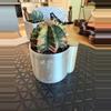 plant/Gorgeous Colored Gymno w/o pot-2-thumbnail