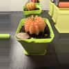 plant/Gymnocalycium Mihahnovichii LB Hybrid-1-thumbnail