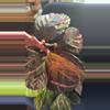 plant/Calathea - The Mean Girls-2-thumbnail