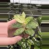 plant/Variegated peppermint begonia starter plant growers choice-4-thumbnail