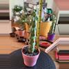 plant/8in Boobie Cactus!!-0-thumbnail