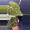 plant/Anthurium 4”  Starting Collector Bundle SC-3-thumbnail